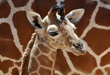 giraffes 2560x1600 wallpaper Art HD Wallpaper